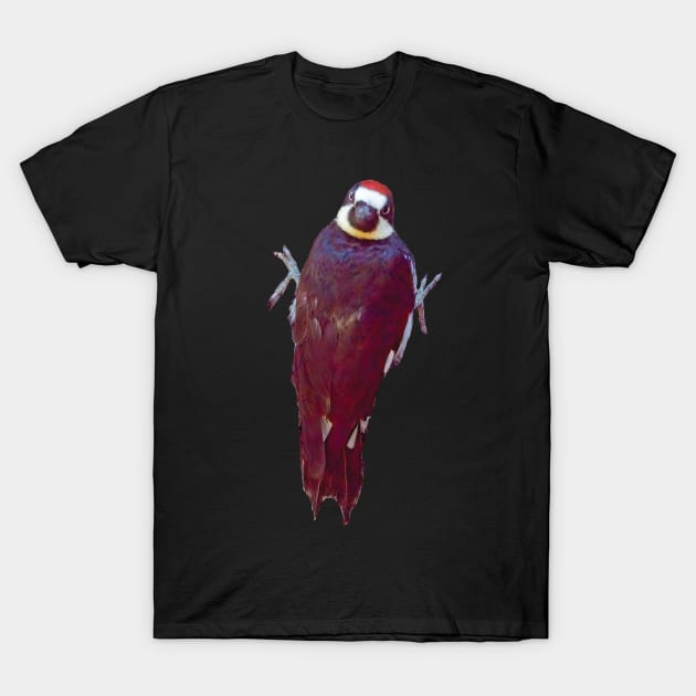 Acorn Woodpecker Looking Over It's Back T-Shirt by DPattonPD